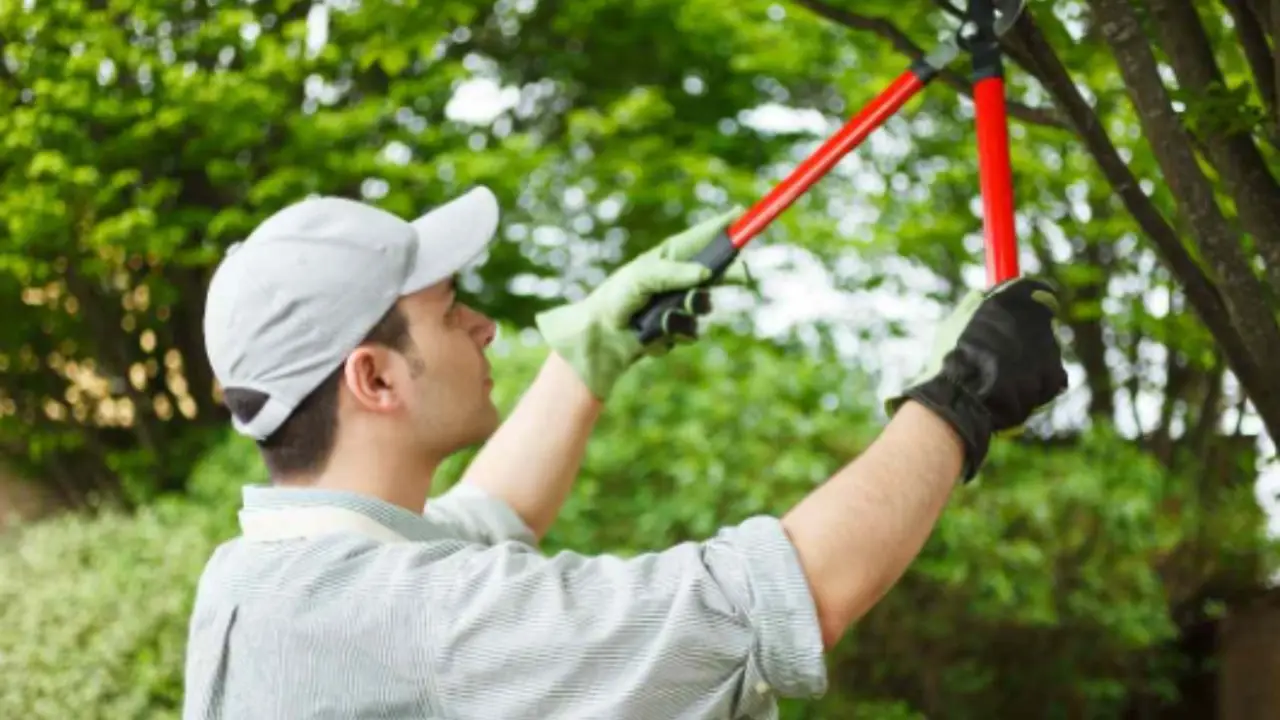 Lavori come giardiniere? Ecco cosa devi fare subito per non rischiare multe salatissime