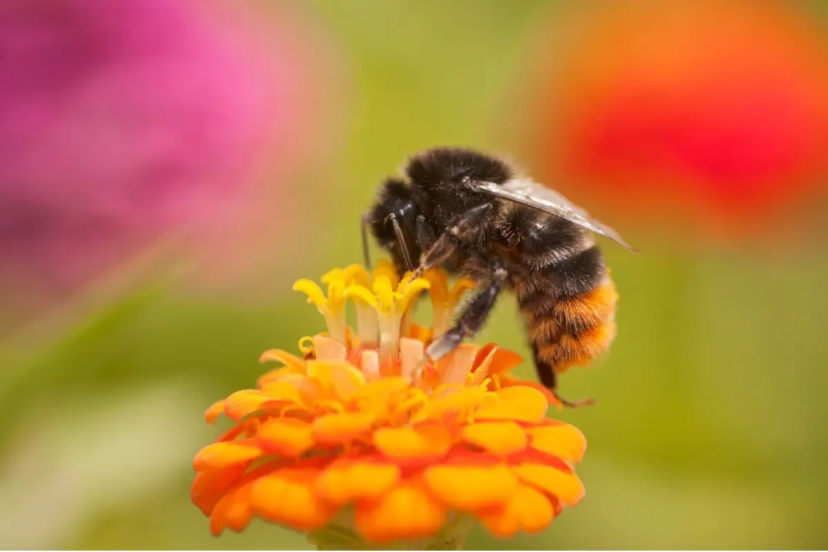 Non indossare mai questo colore se vai all’aperto: attira le api e rischi di essere punto