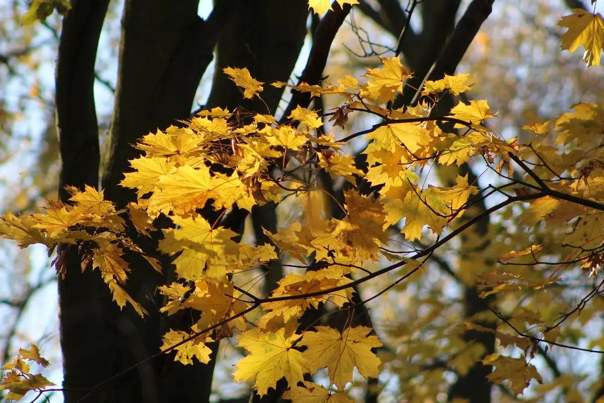 Che cos’è l’acero caducifoglie? Ecco cosa succede a questo albero in estate