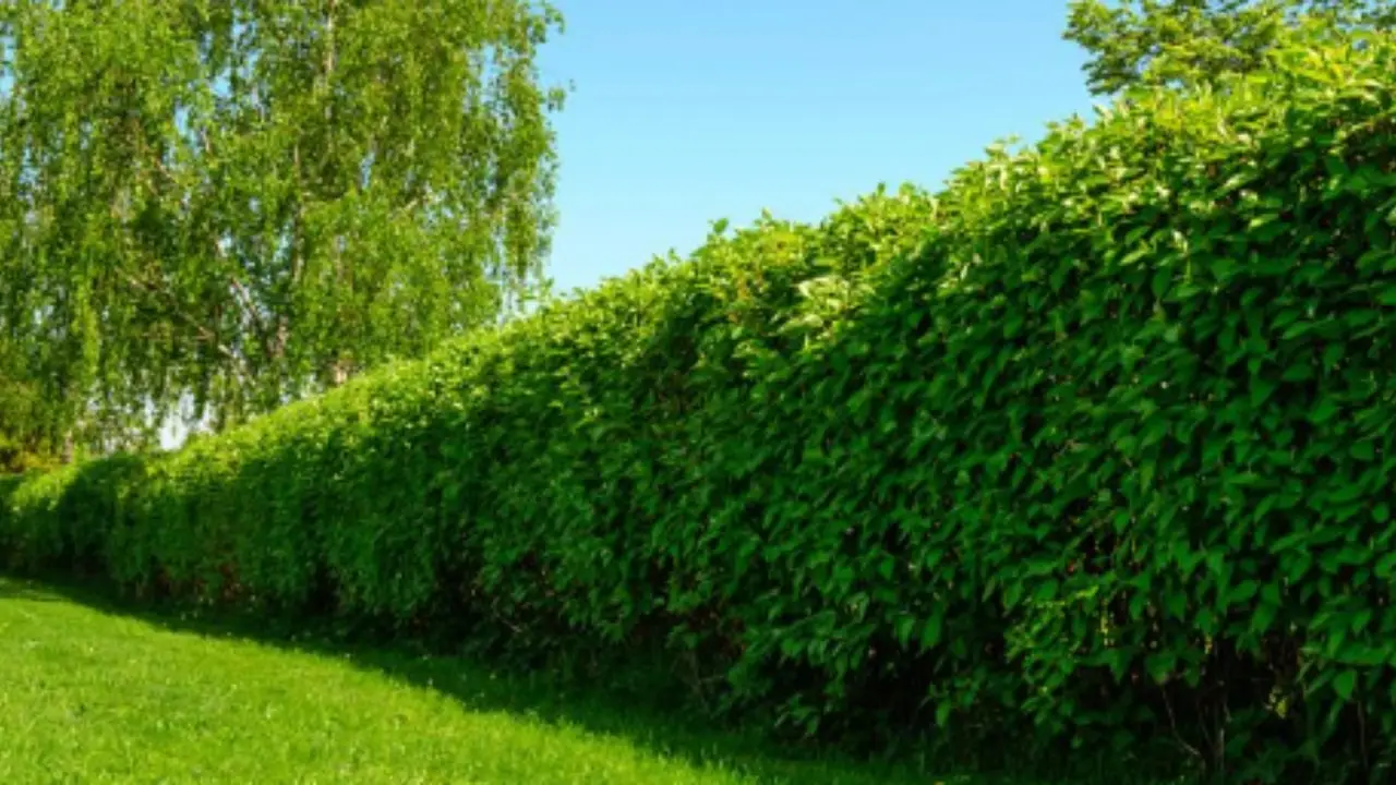 Stai innaffiando le siepi nel momento sbagliato: ecco perché si seccano