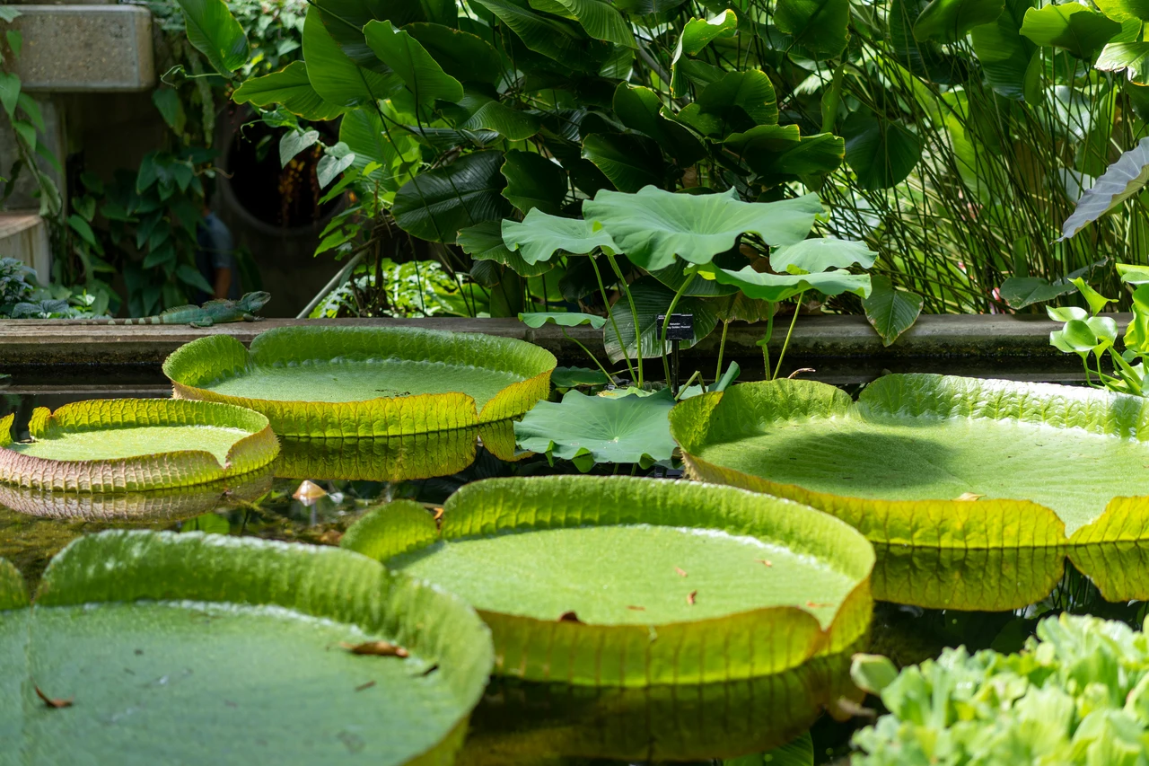 Aggiungi un tocco spettacolare alla casa con queste piante acquatiche facili e scenografiche
