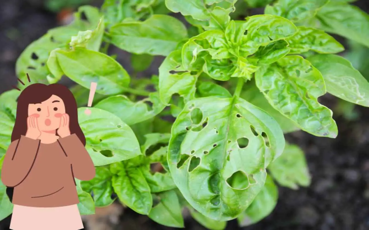 Attenzione se vedi le foglie delle tue piante mangiate: ecco gli insetti colpevoli e come eliminarli