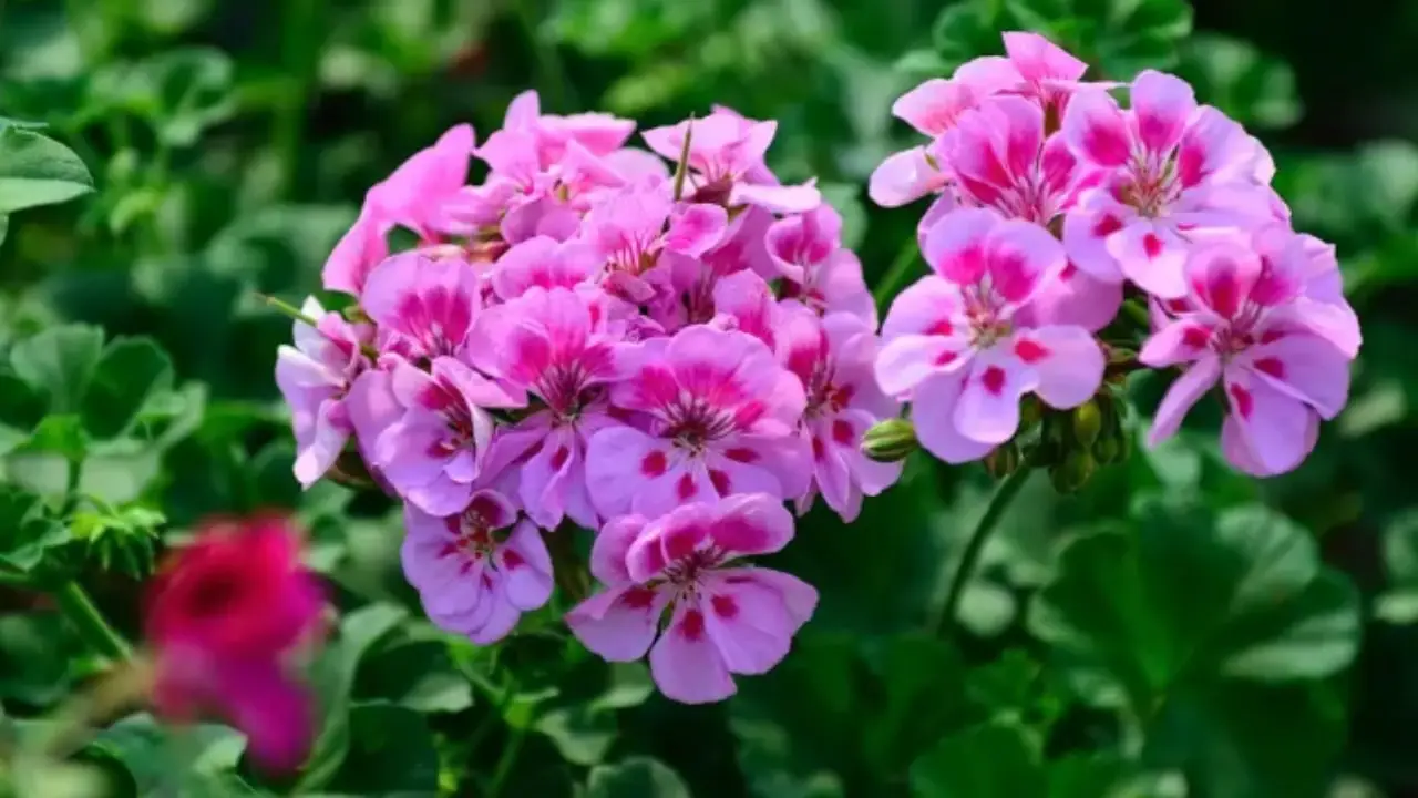 Agosto e Settembre: ecco i fiori più belli da piantare adesso per un’esplosione di colori