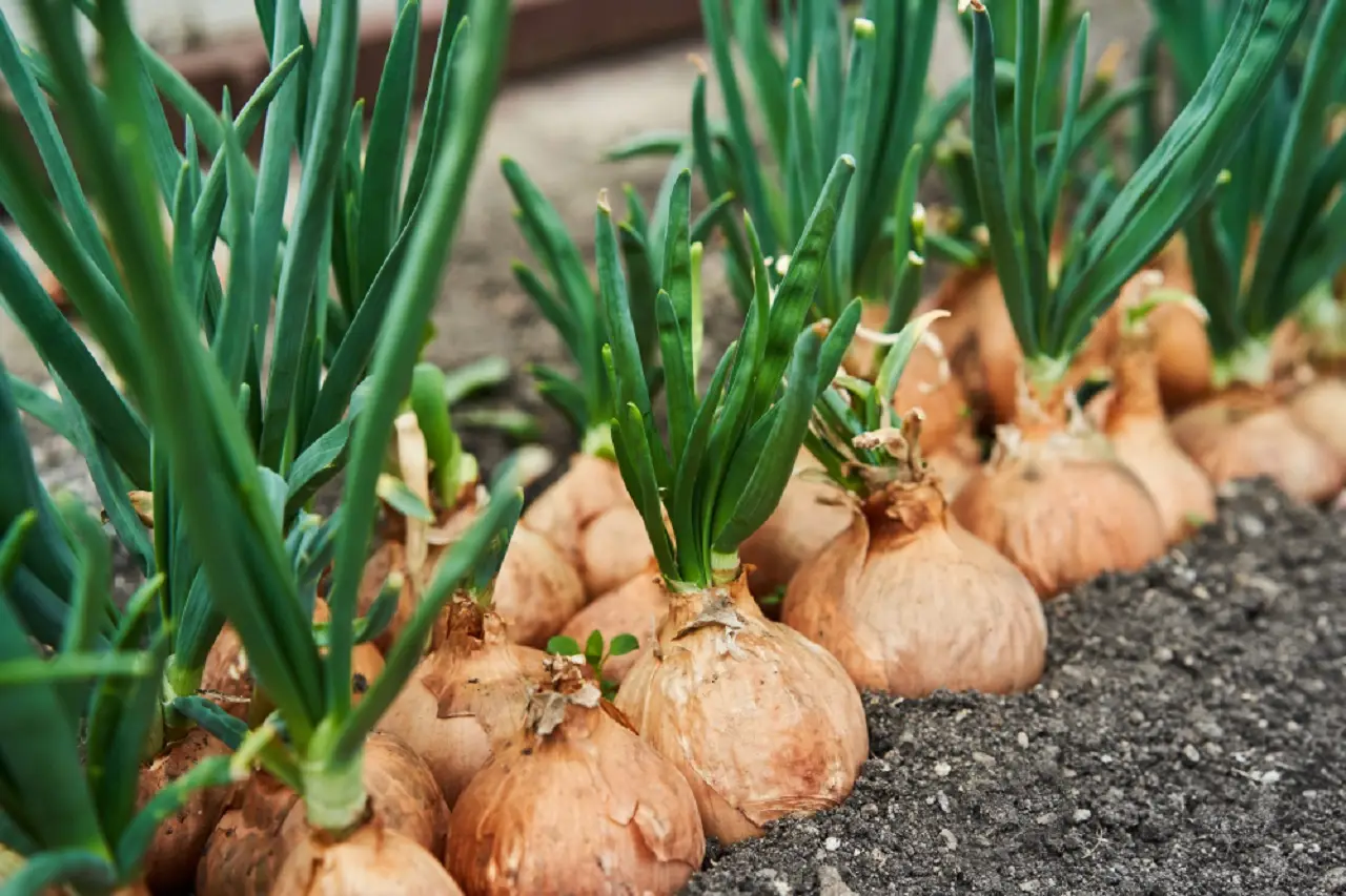 Come si fa a coltivare le cipolle e gli scalogni? Il periodo migliore per piantarli