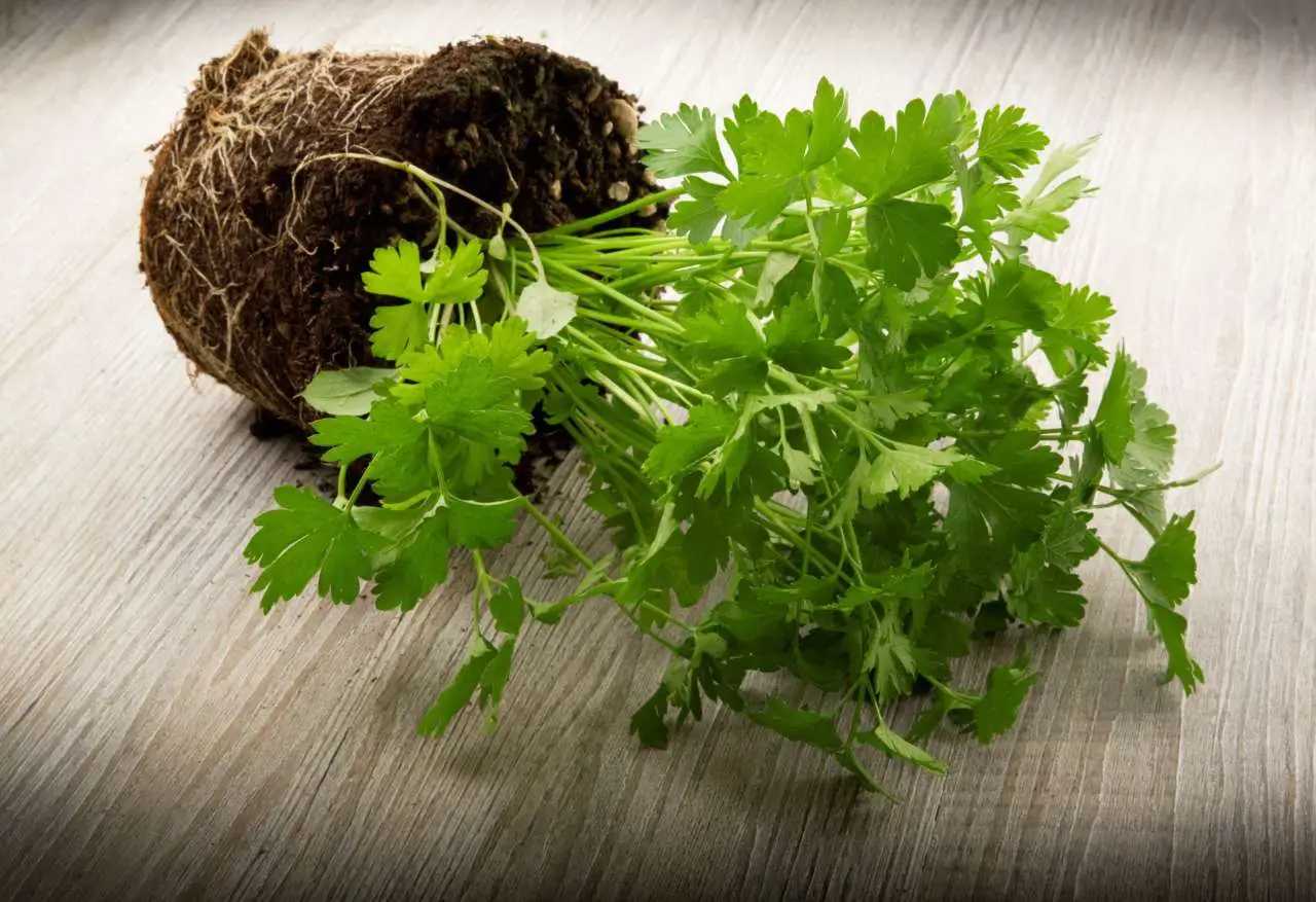 Come si fa a coltivare il sedano e il prezzemolo? I trucchi per averli sempre freschi