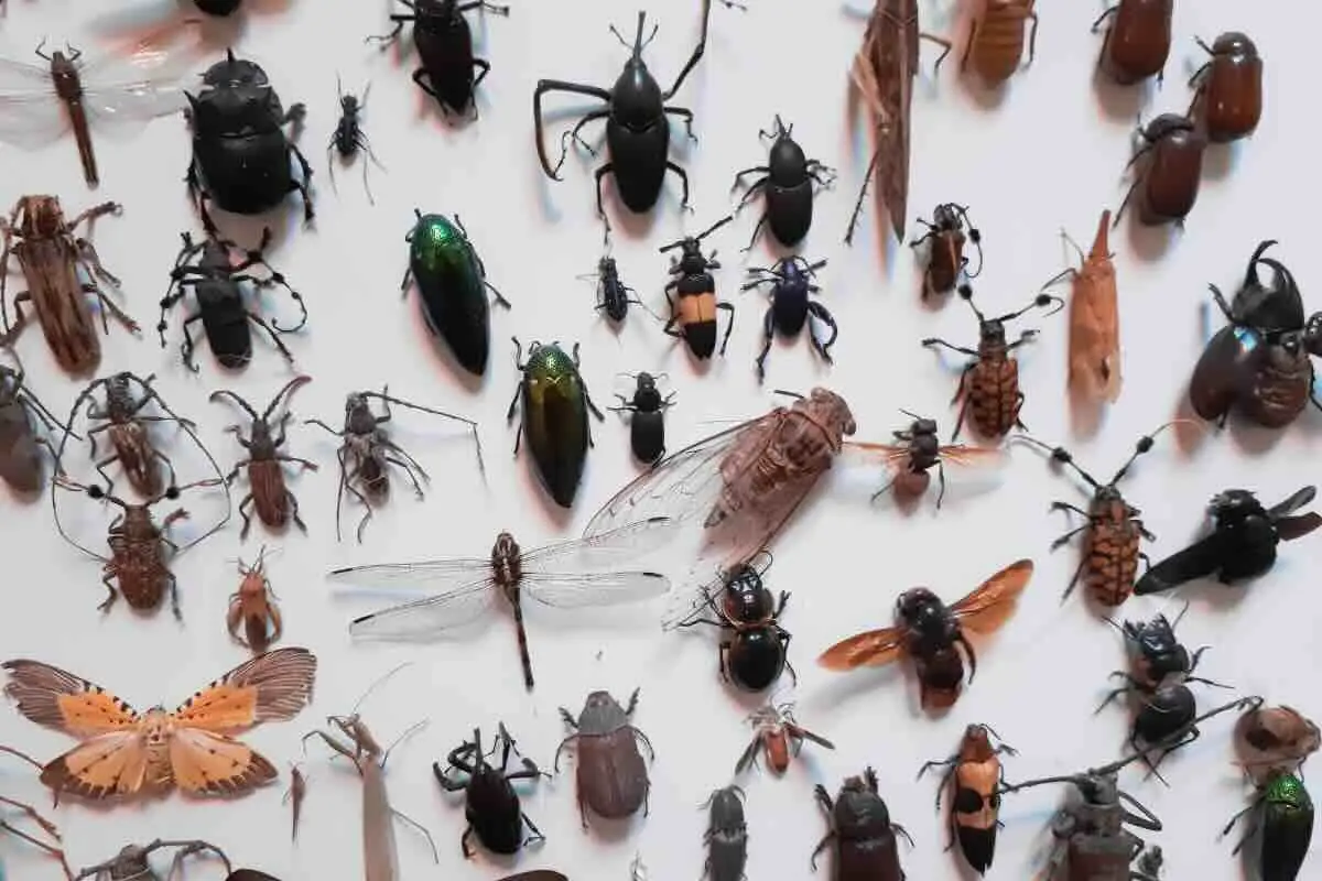 Che insetti combatte l’olio di Neem? Scopri il trucco del giardiniere